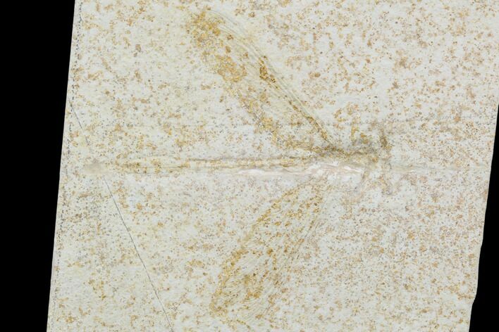 Fossil Dragonfly (Mesuropetala) - Solnhofen Limestone #103613